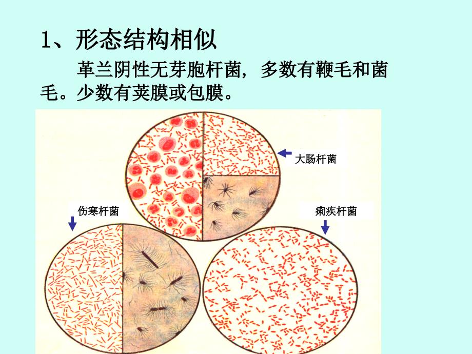 最新第十五章肠道感染细菌-PPT文档_第4页