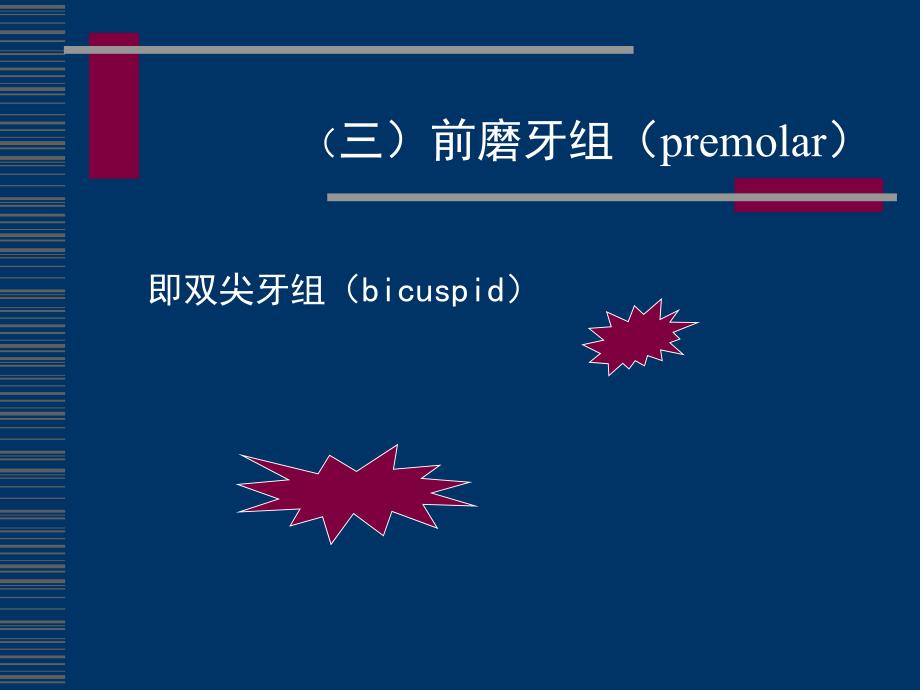 口腔解剖生理学：前磨牙组_第1页