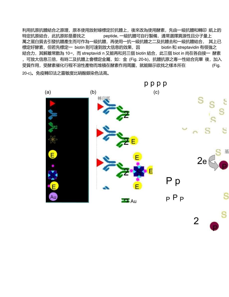 四、三种不同性质蛋白质跑出来的结果：._第5页