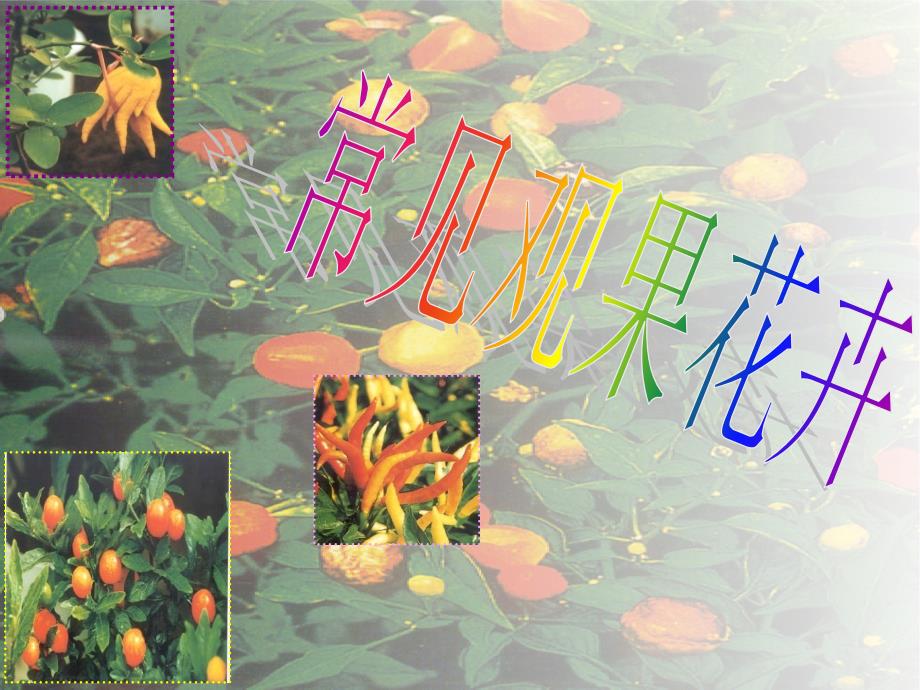 常见观果花卉_第1页
