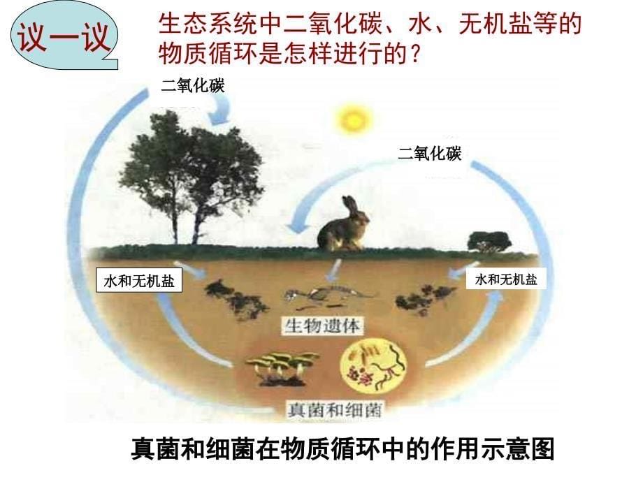 细菌和真菌在自然界的作用.ppt_第5页