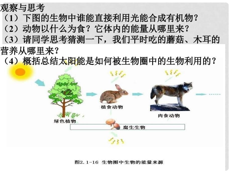 山东省宁津县育新中学七年级生物上册 2.1.5 绿色植物在生物圈中的作用课件 （新版）济南版_第5页