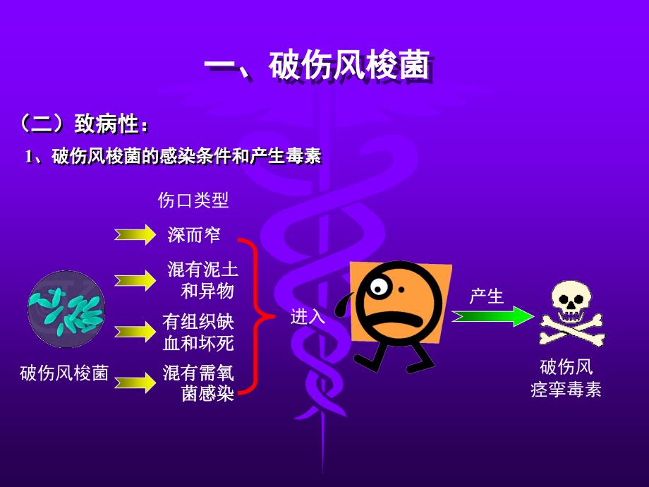 十八章厌氧细菌教案_第3页