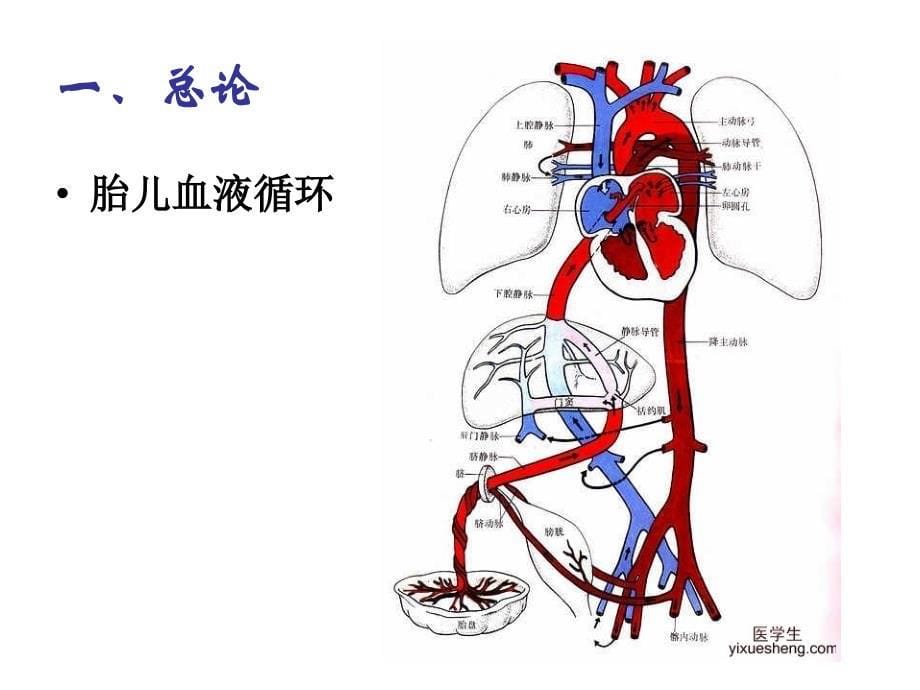 11版循环系统疾病护理_第5页