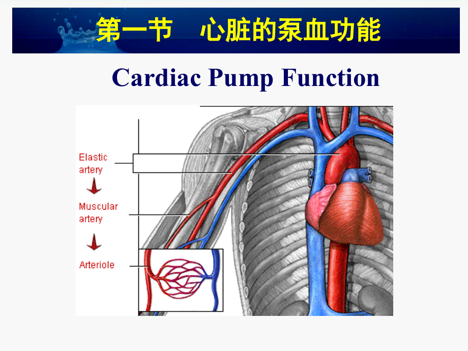 生理学：第四章 血液循环_第4页