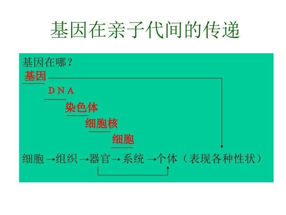 新人教版第七单元第二节基因在亲子代间的传递_第5页