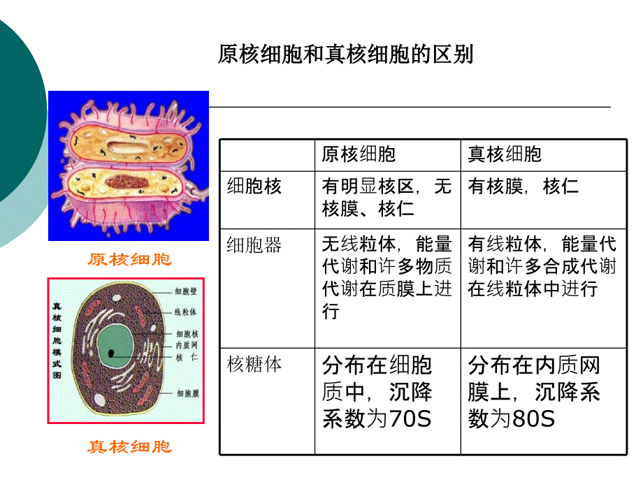 微生物学：第一章原核生物的形态、构造和功能_第4页