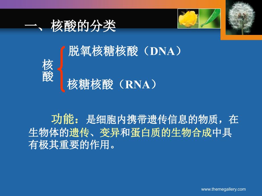 人教版高中生物课件：遗传信息的携带者核酸_第4页