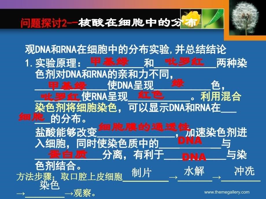 人教版高中生物课件：遗传信息的携带者核酸_第5页