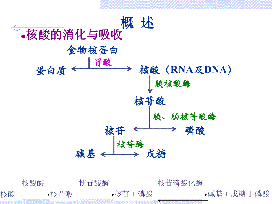 核苷酸生物化学课件_第2页