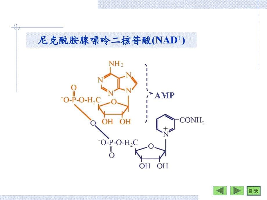 核苷酸生物化学课件_第5页