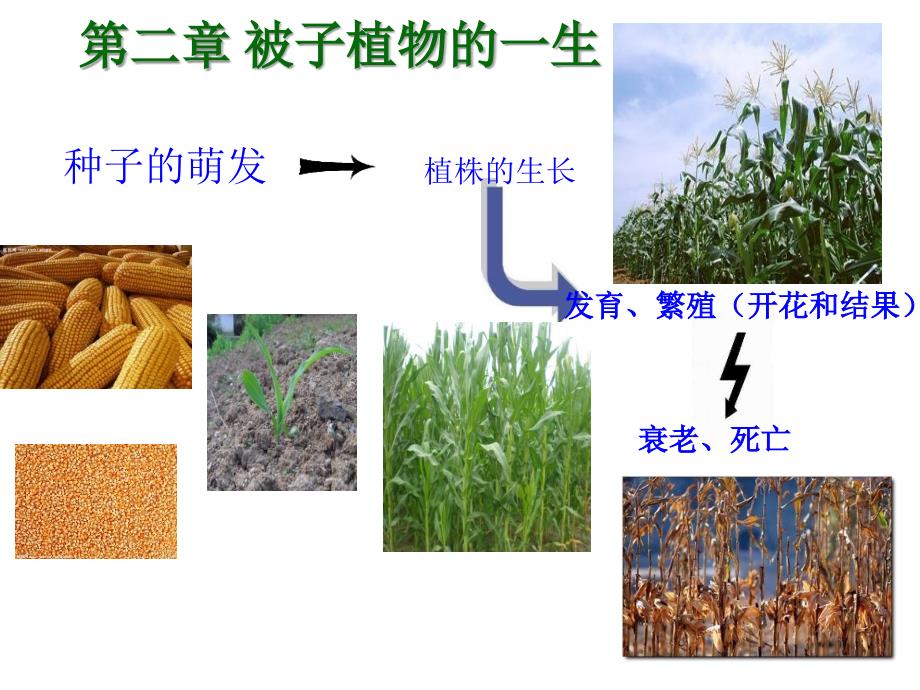 用第一节种子的萌发_第1页