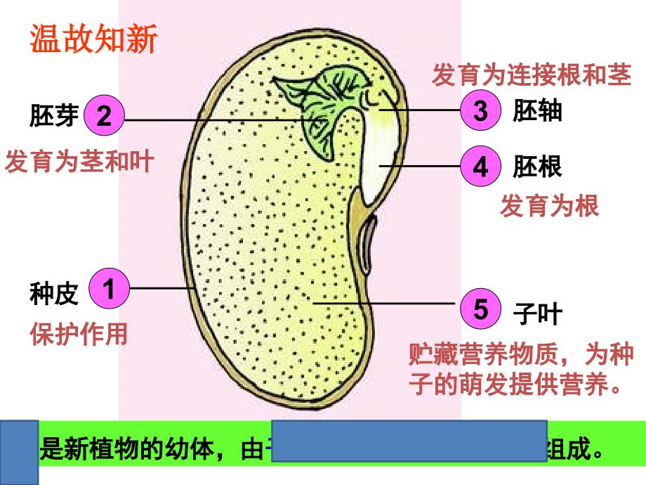 用第一节种子的萌发_第2页