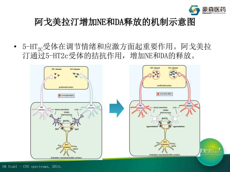 阿戈美拉汀的药理机制_第4页