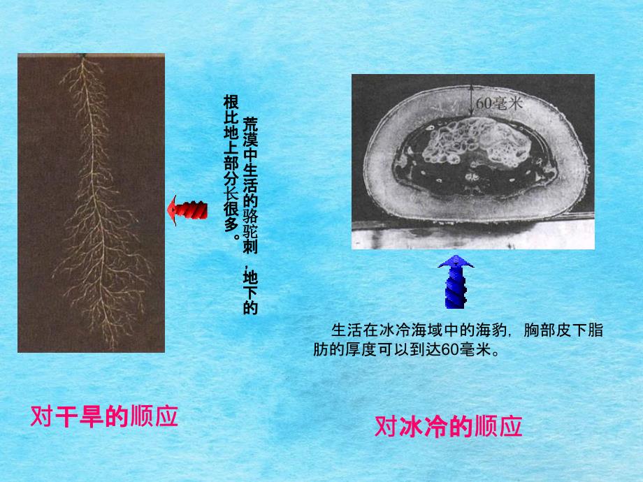 生物生物对环境的适应和影响ppt课件_第4页