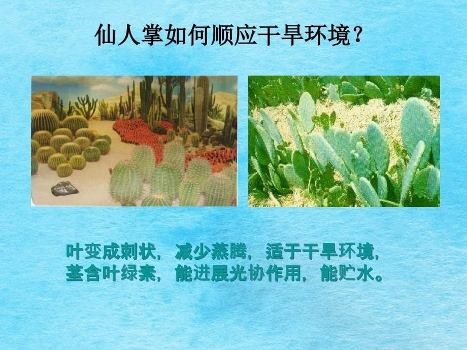 生物生物对环境的适应和影响ppt课件_第5页