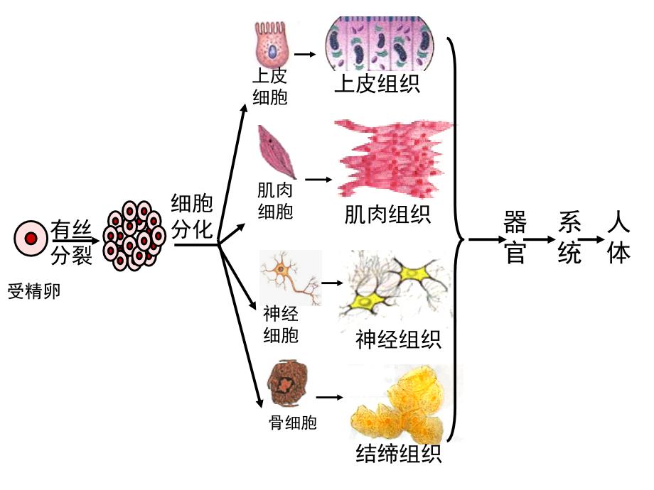 细胞分化、衰老凋亡癌变_第4页