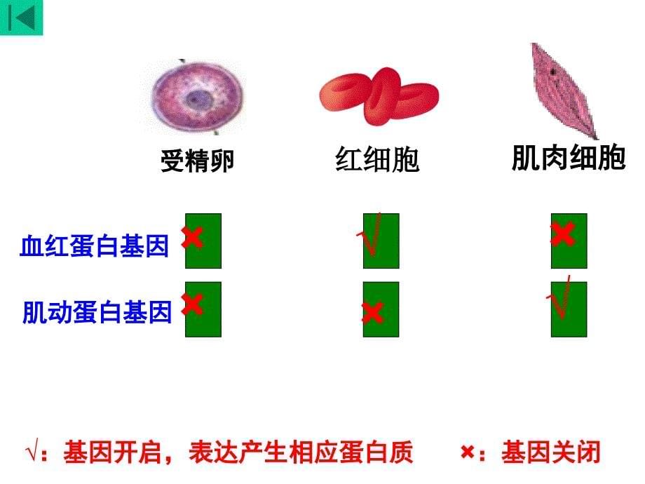 细胞分化、衰老凋亡癌变_第5页