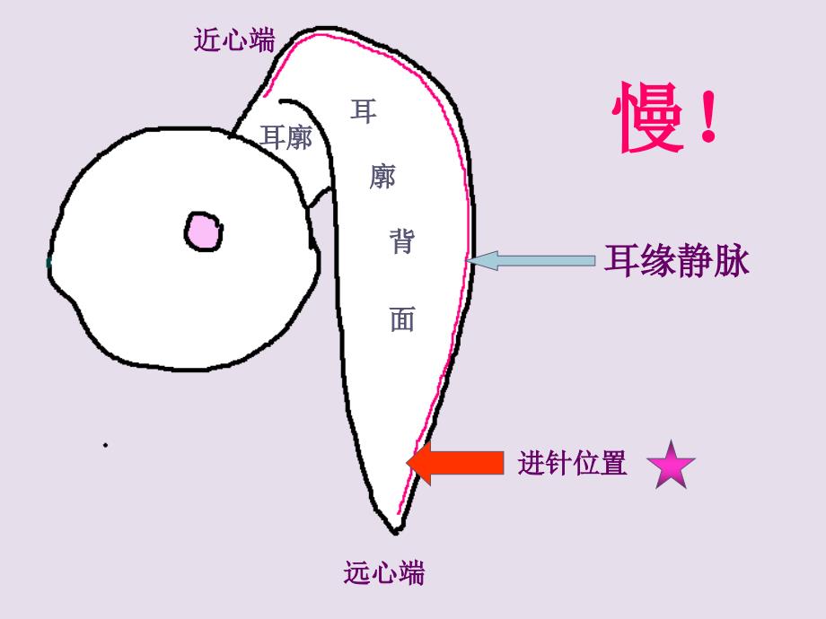 影响家兔血压的因素.ppt_第3页