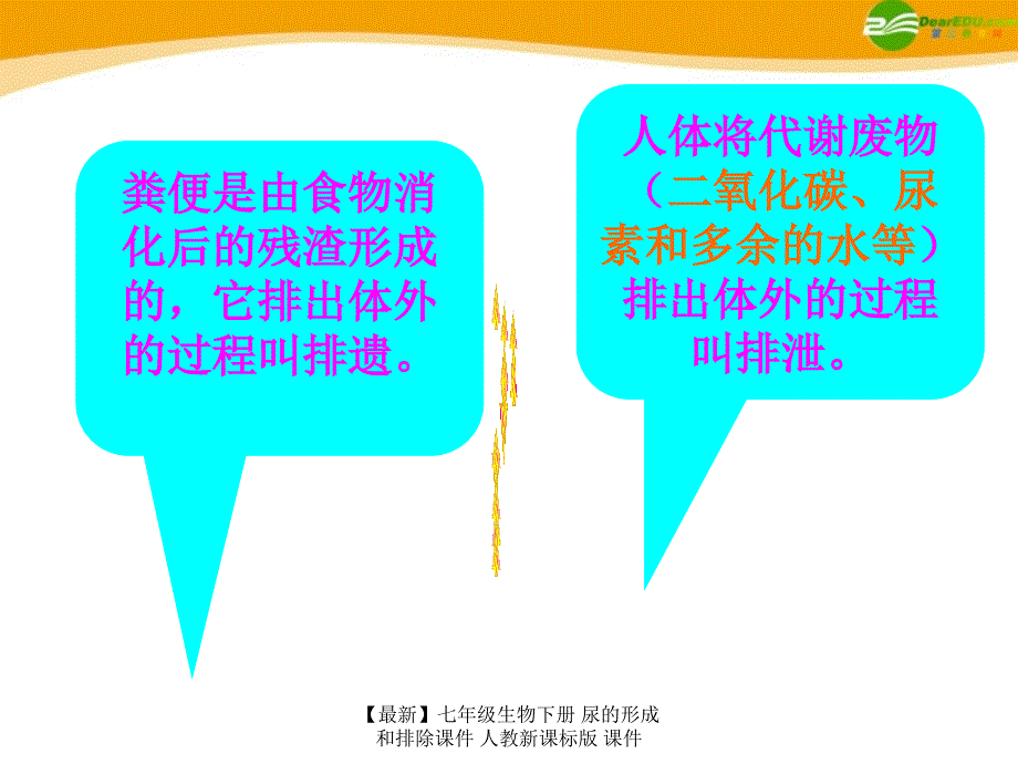 最新七年级生物下册尿的形成和排除课件人教新课标版课件_第2页