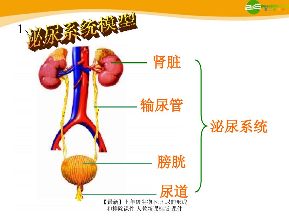 最新七年级生物下册尿的形成和排除课件人教新课标版课件_第4页