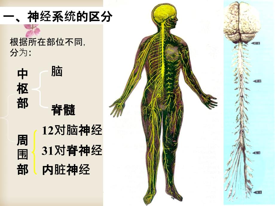 系统解剖学神经系统医学课件_第3页