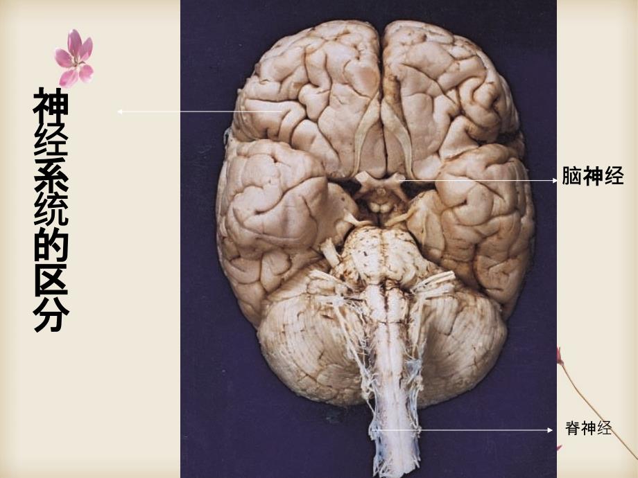 系统解剖学神经系统医学课件_第4页