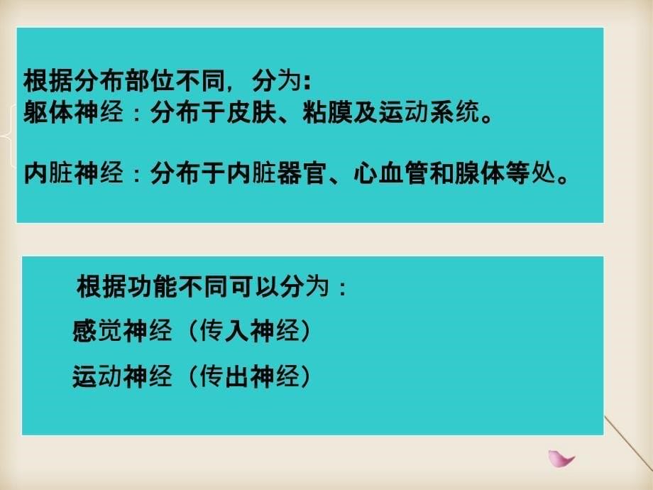 系统解剖学神经系统医学课件_第5页