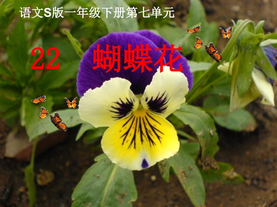 《蝴蝶花》(语文S版一年级下册课件)_第4页