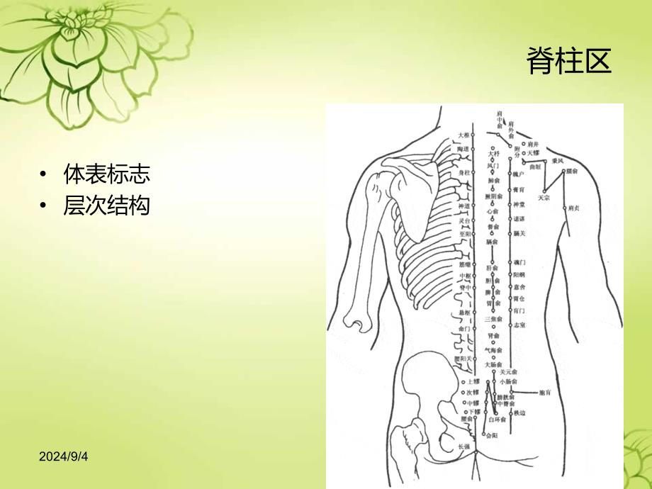 局部解剖背部PPT1250_第2页