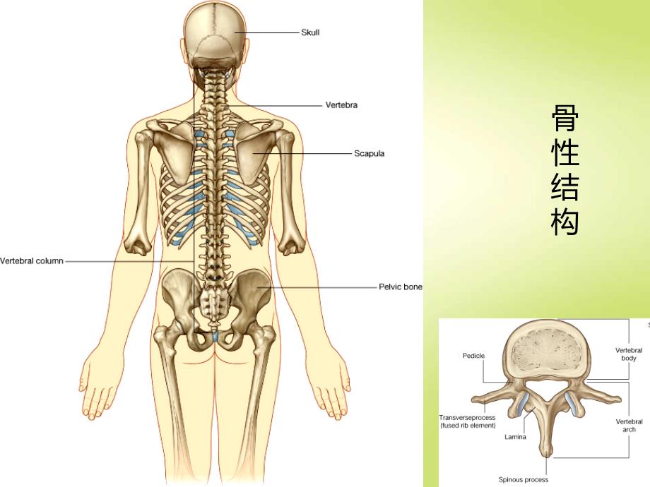 局部解剖背部PPT1250_第3页