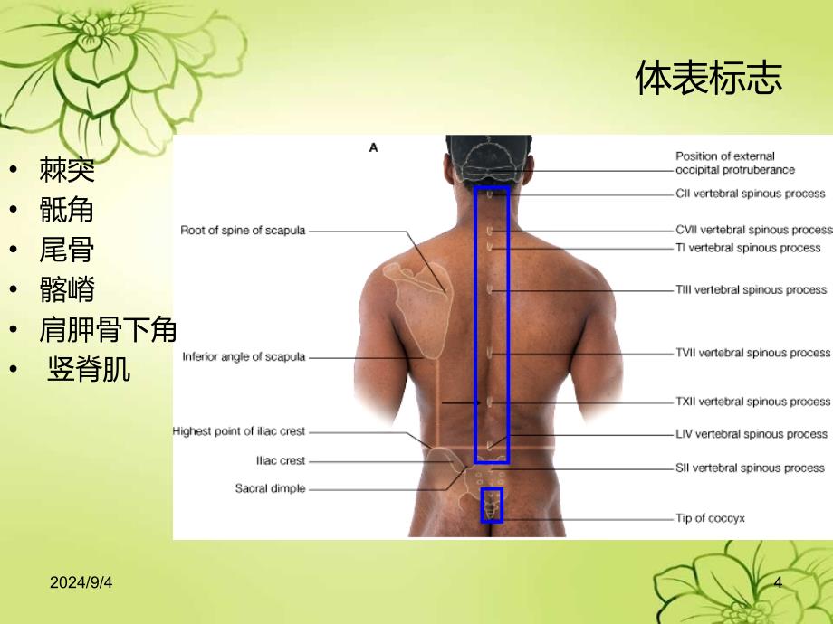 局部解剖背部PPT1250_第4页