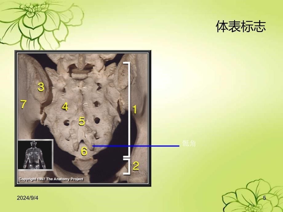 局部解剖背部PPT1250_第5页