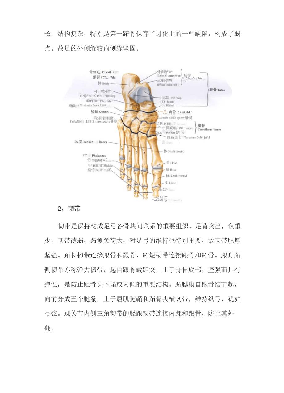 足弓的基础知识_第5页