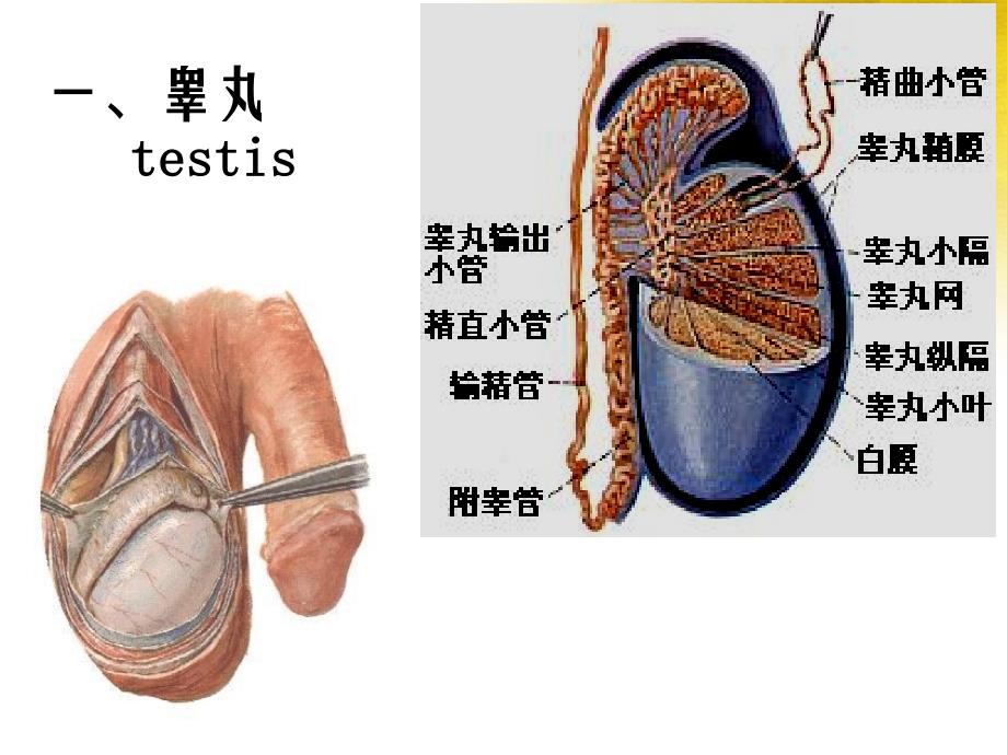 男女生殖系统腹膜_第4页