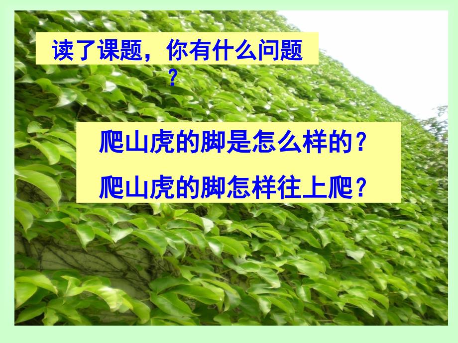 6.《爬山虎的脚》ppt课件_第4页