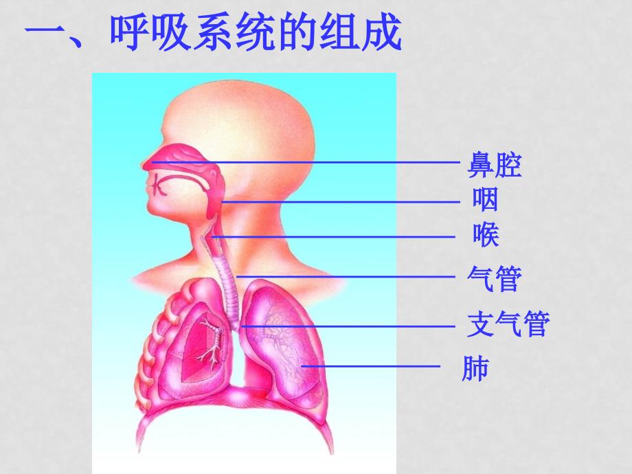 七年级生物下册：第3章 人体的呼吸（复习课件）人教版_第3页