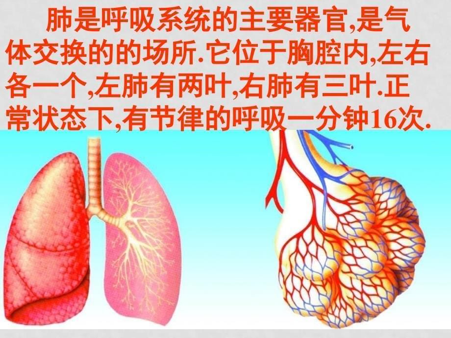 七年级生物下册：第3章 人体的呼吸（复习课件）人教版_第5页