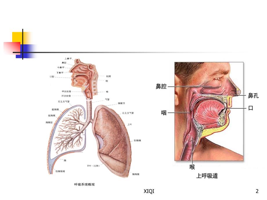 上呼吸道感染预防_第2页