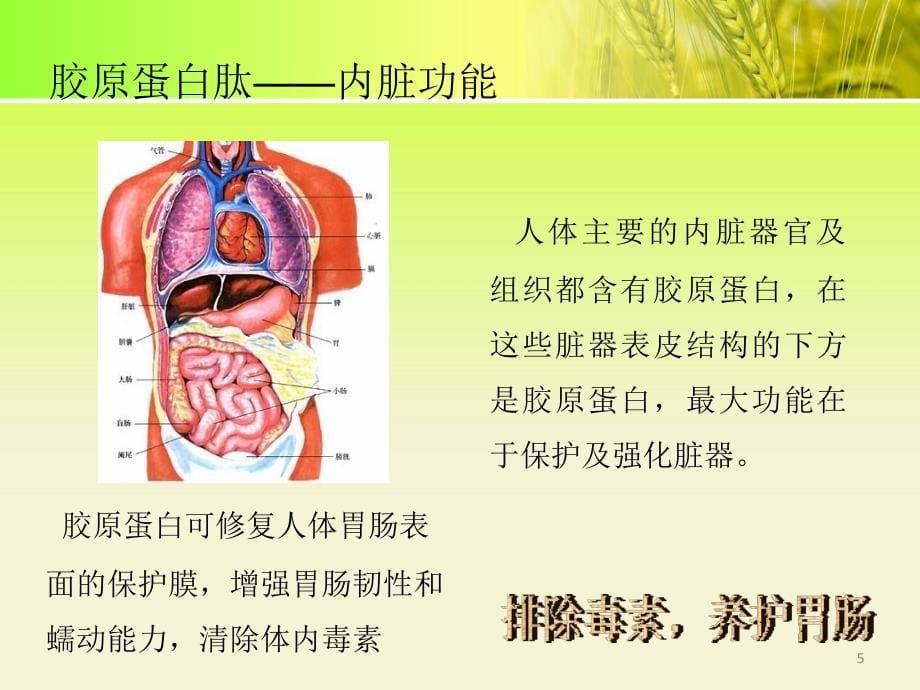 胶原蛋白肽PPT参考幻灯片.ppt_第5页