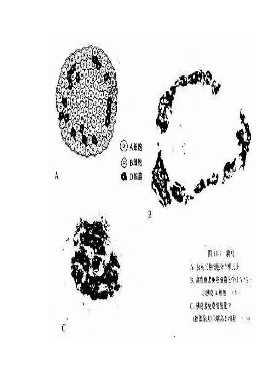 胰岛细胞_第3页