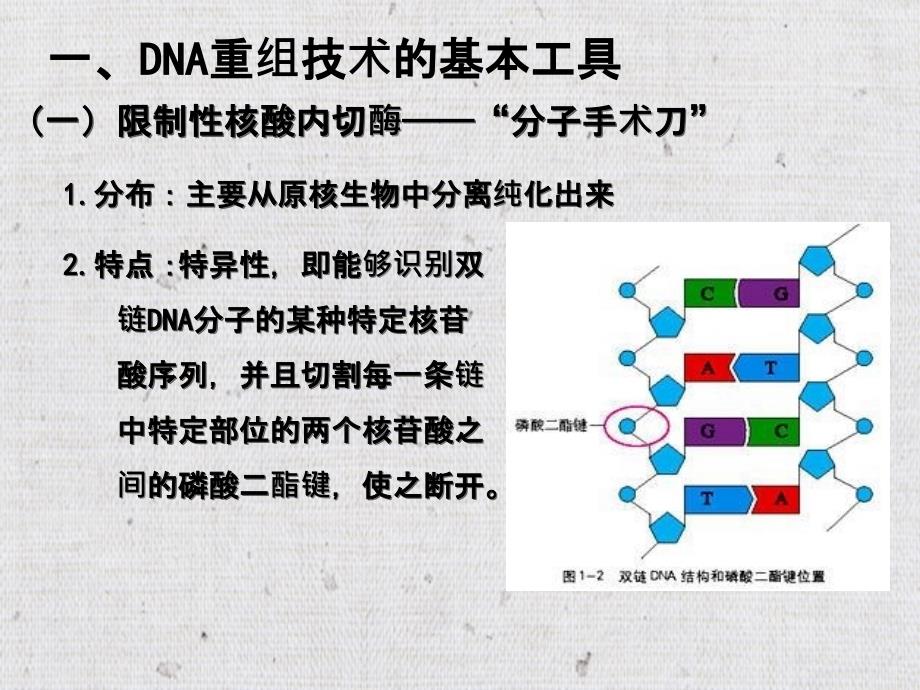 专题一基因工程的学习_第2页