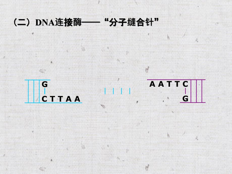 专题一基因工程的学习_第5页