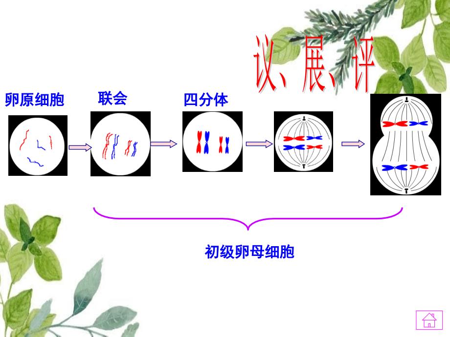 高中生物第二章基因和染色体的关系21减数分裂与受精作用第34课时课件新人教版必修2_第4页