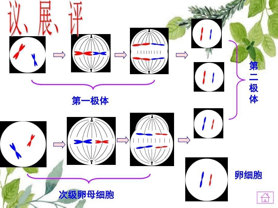 高中生物第二章基因和染色体的关系21减数分裂与受精作用第34课时课件新人教版必修2_第5页