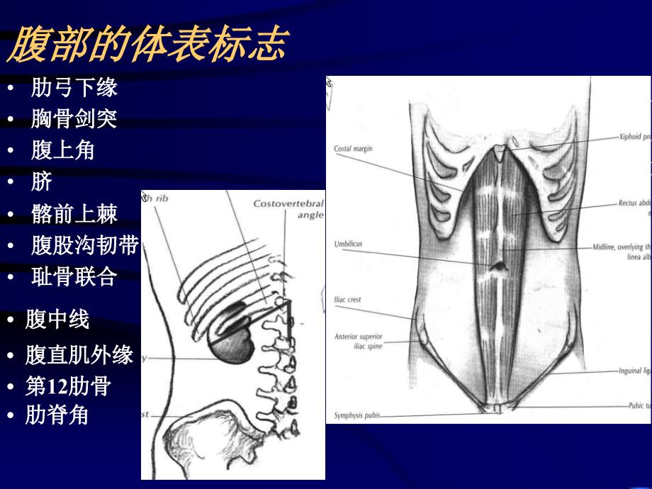 腹部检查Abdominalexamination_第4页