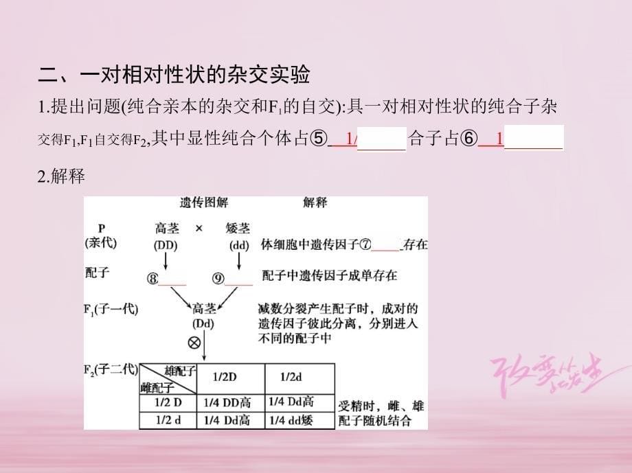 （北京专用）2019版高考生物一轮复习 第5单元 遗传的基本规律 第14讲 基因的分离定律课件_第5页