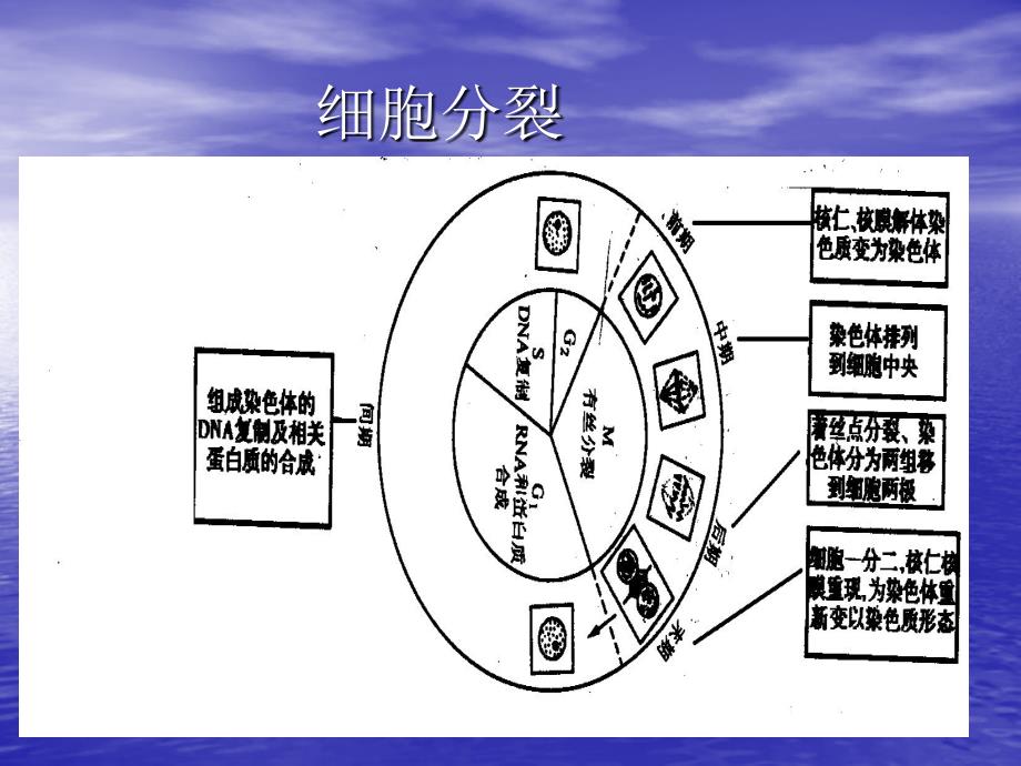 第六讲细胞增殖_第4页