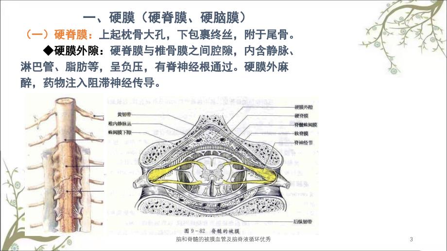 脑和脊髓的被膜血管及脑脊液循环优秀课件_第3页