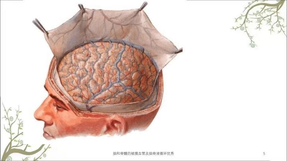 脑和脊髓的被膜血管及脑脊液循环优秀课件_第5页